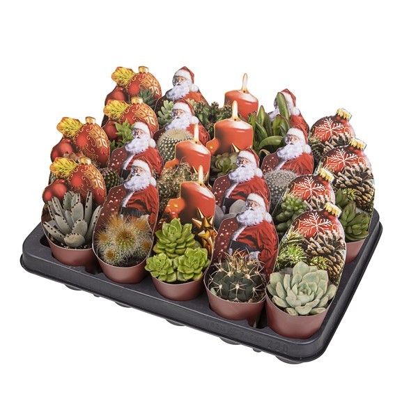MIX CACTUS AND SUCCULENT POT Ø 6.5 WITH CHRISTMAS SHAPED POTCOVER - SHAPED CHRISTMAS ELEMENTS - TRAY 20 PCS, D 6,5