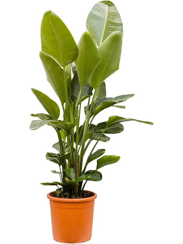 Strelitzia nicolai (160-180), D 40