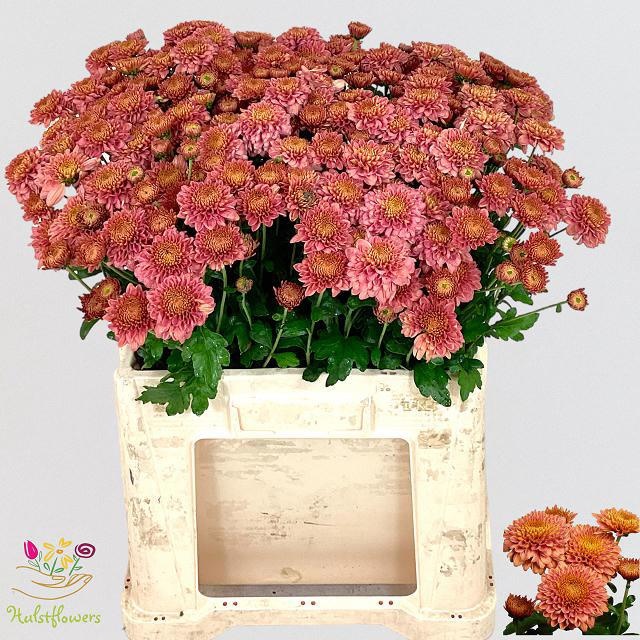Хризантема куст. Бленда Салмон 55, шт. Хризантема куст. Бленда Салмон 55, шт.