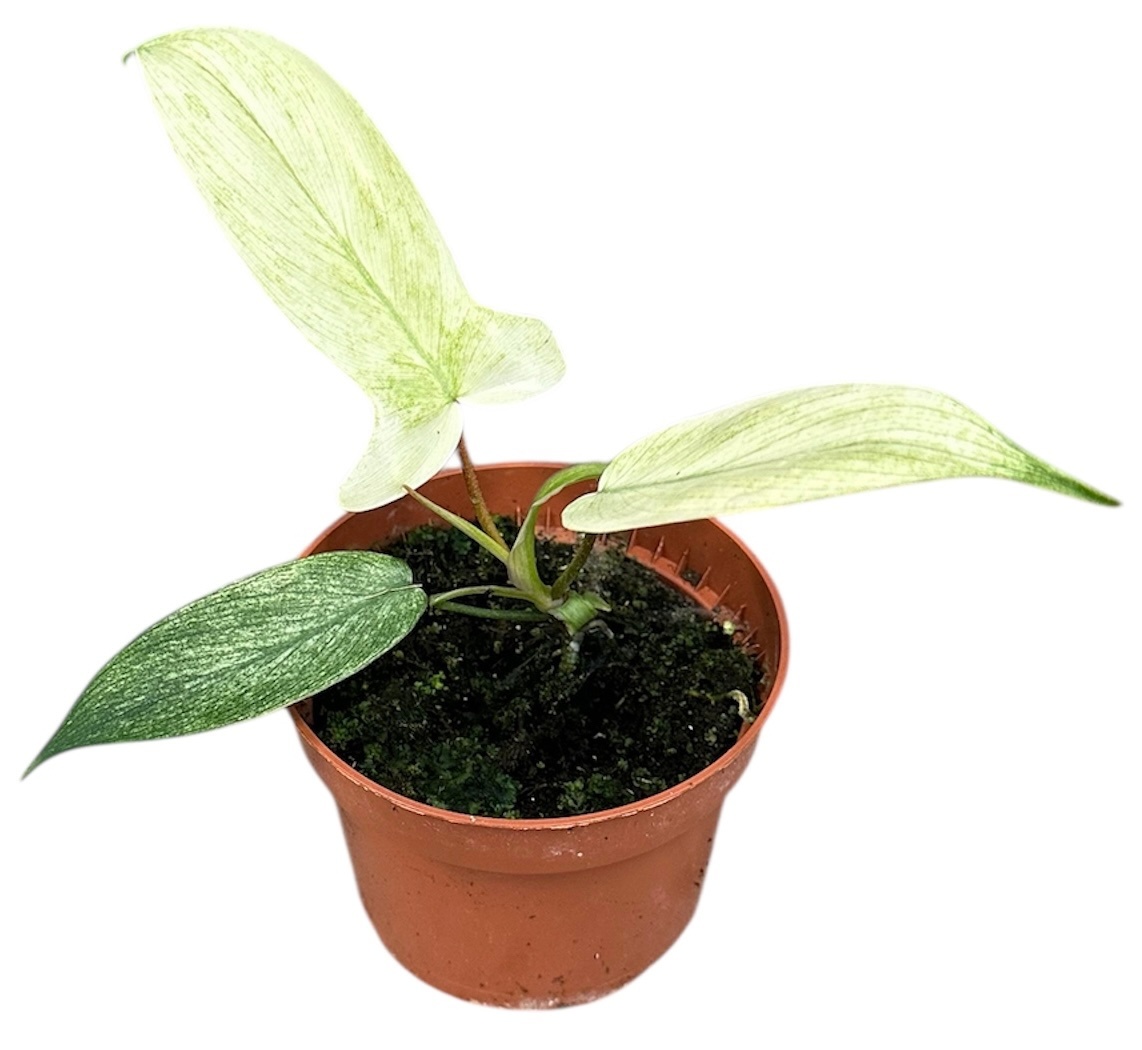 Philodendron Florida Ghost, D 10,5