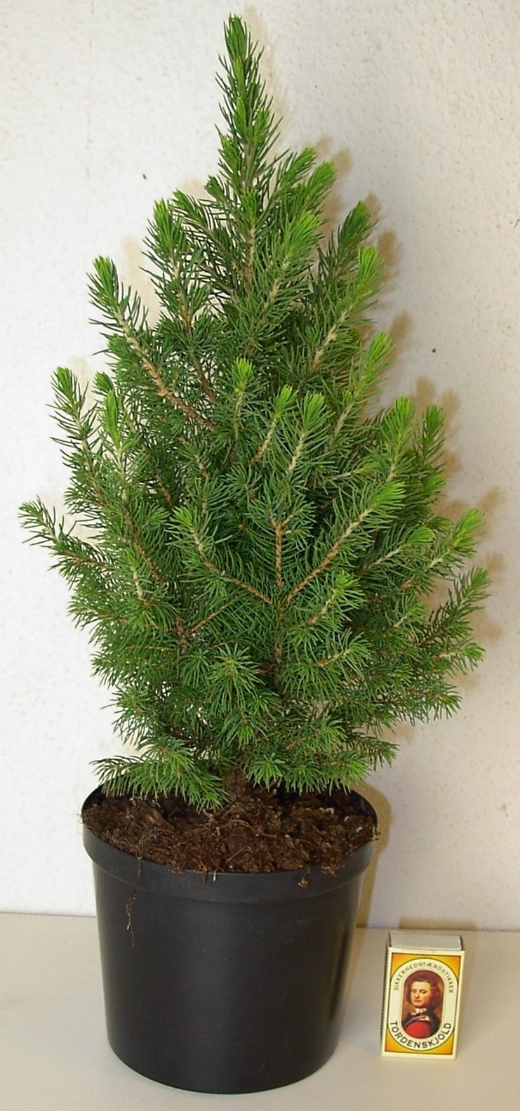 PICEA GLAUCA 'CONICA', D 15 cm