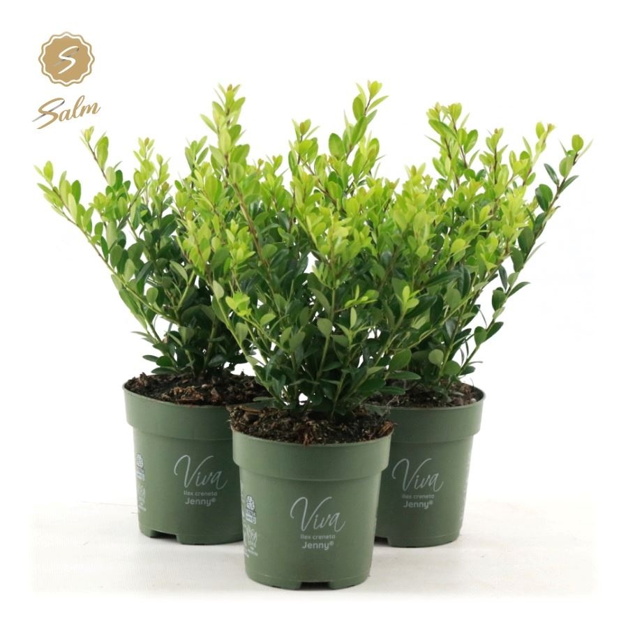 Viva Ilex crenata 'Jenny'® P10, D 10