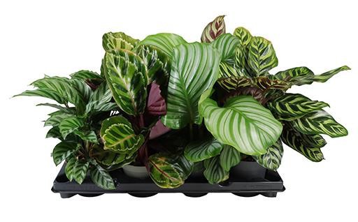 CALATHEA SPECIES 'Mix, D 12 cm