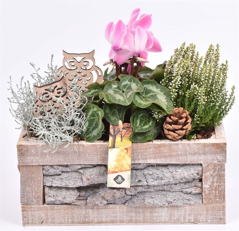 Boomschors rechthoek 28x13cm, D 28 cm Boomschors rechthoek 28x13cm, D 28 cm