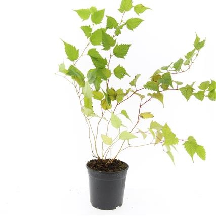 Stephanandra tanakae, D 14 cm