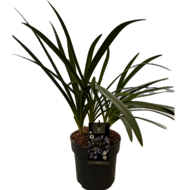 Agapanthus 'Twister' P22 GARDEN, D 22