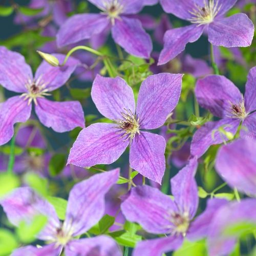 Clematis So Many® Lavender Flowers PBR +bee label, D 15