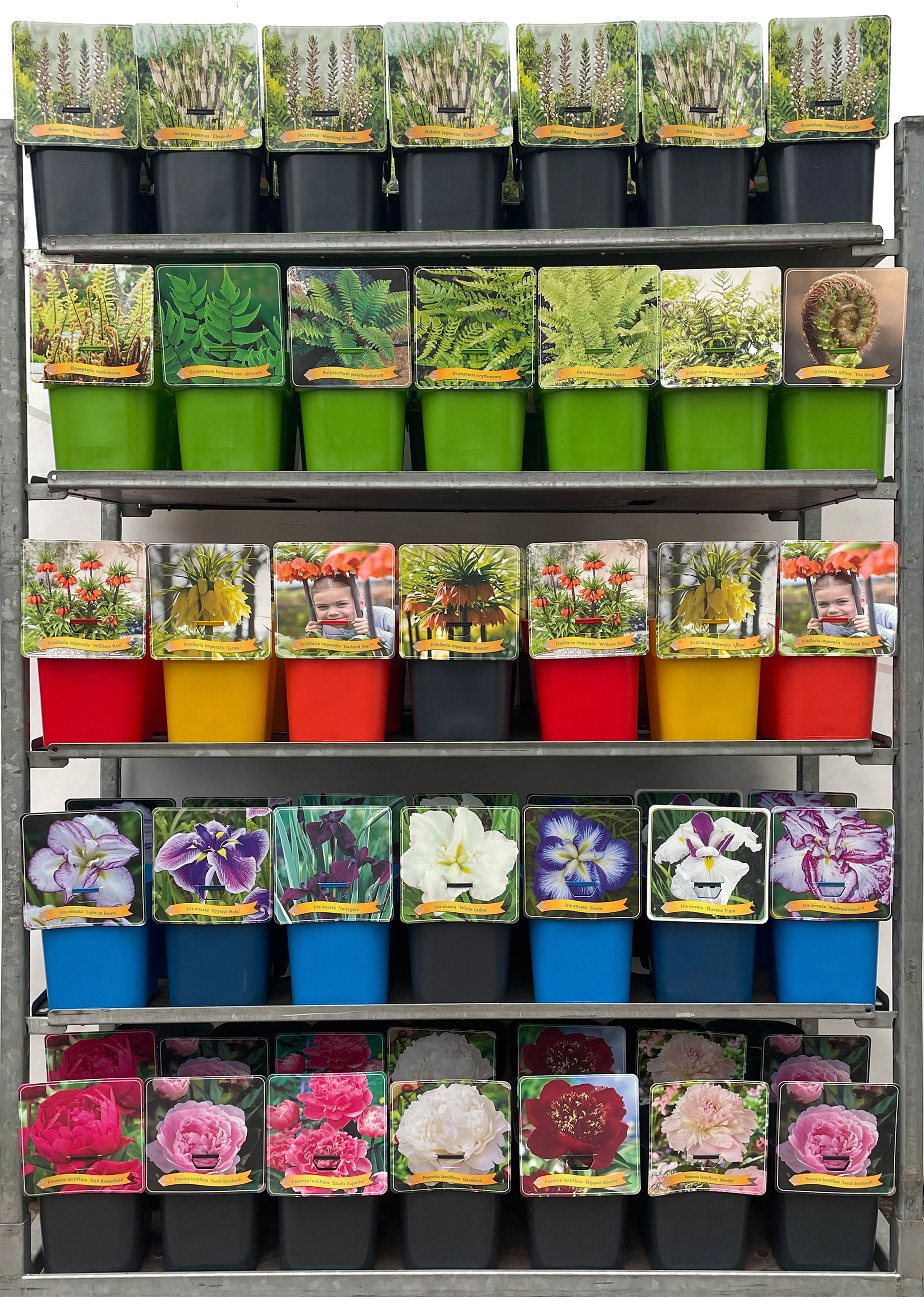 Vaste planten Mix CC 2 C5, D 21