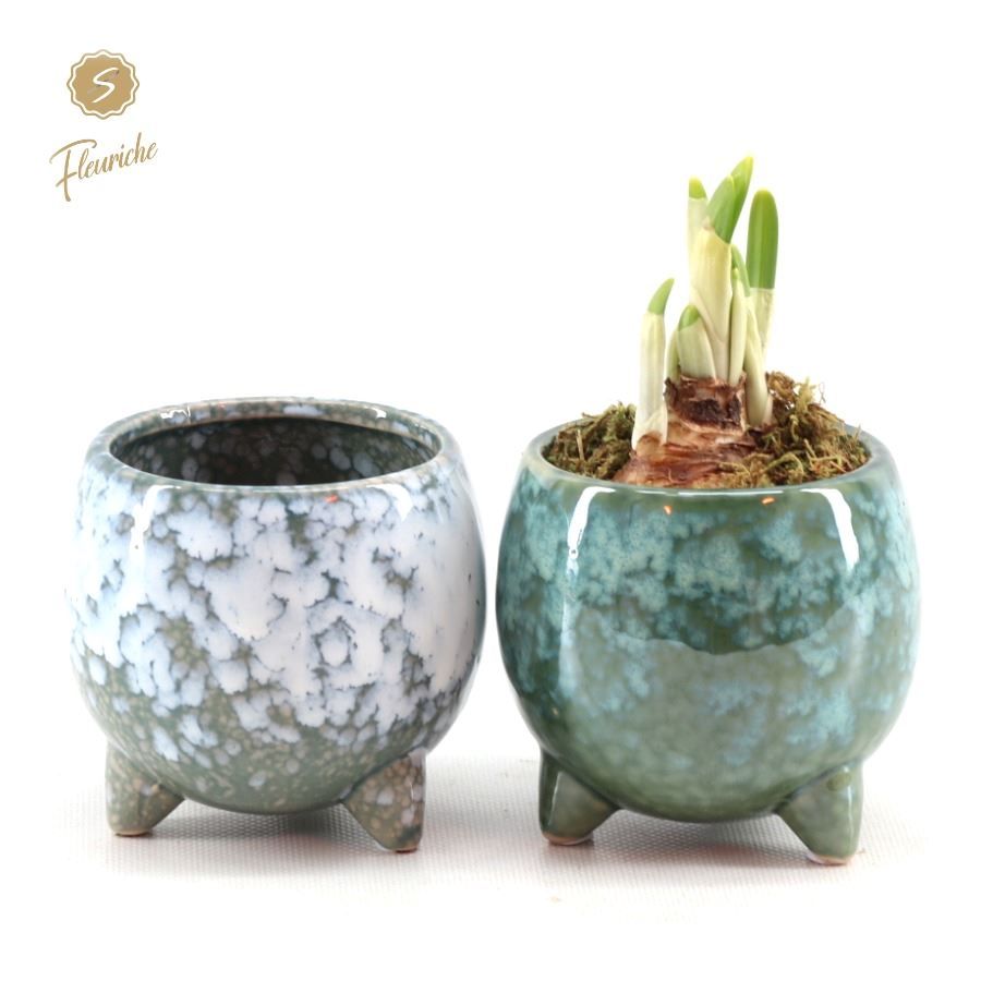 (1910) Narcissus Green Flavour [M] 1PP Mos, D 10 cm