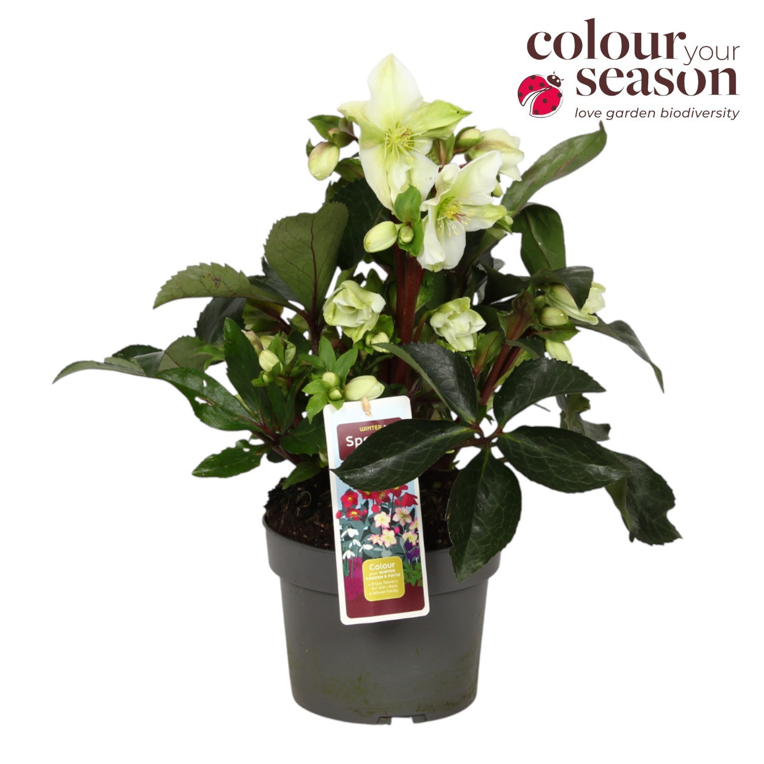 Helleborus Winter Sparkle White P19, D 19