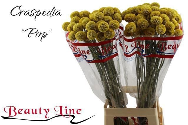 Краспедия Пейнтбол Поп 75 (желт.), шт.