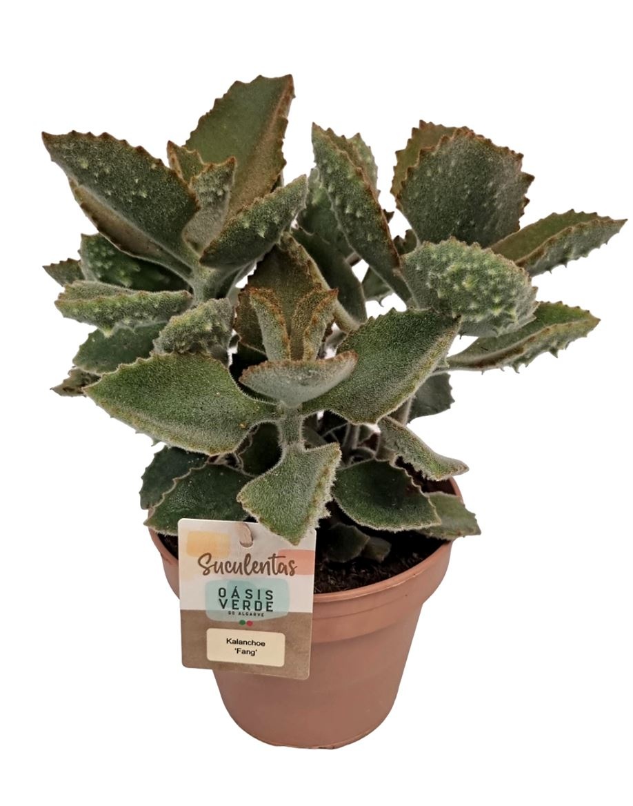 Kalanchoe Beharensis Fang - 1154, D 14
