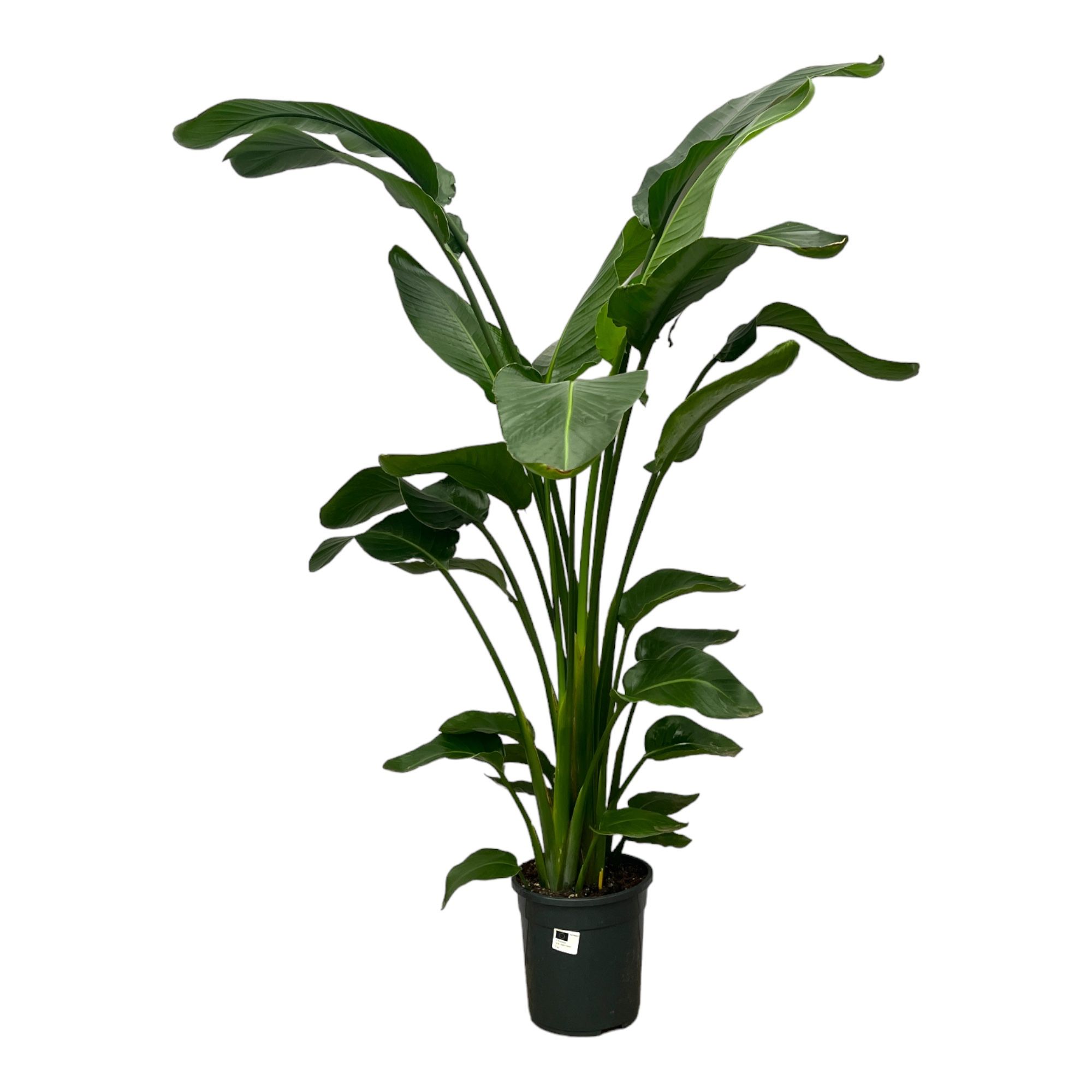 Strelitzia Nicolai, D 24