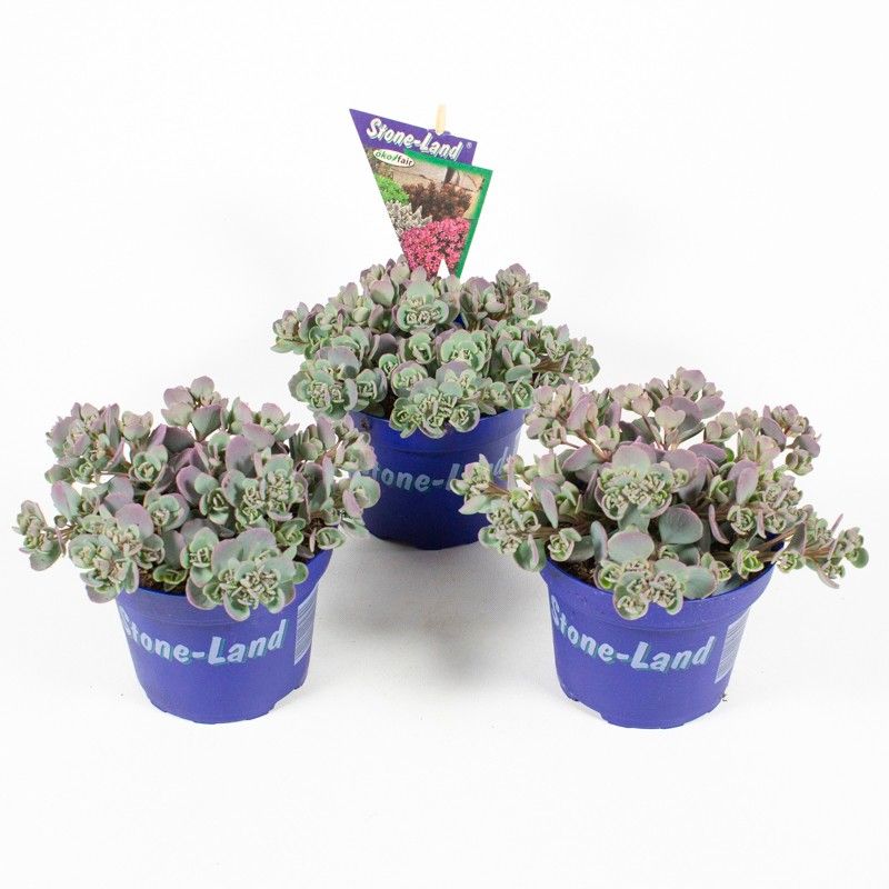 Sedum cauticolum STONE-LAND®, grijs, D 12