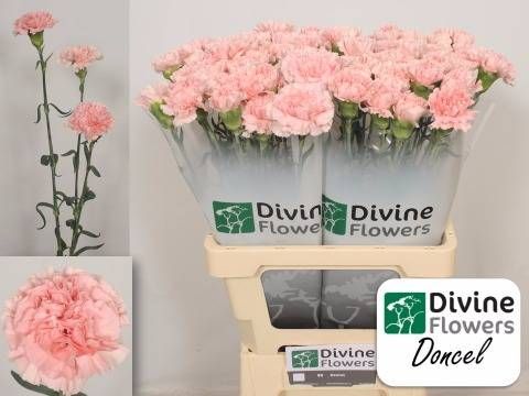 Диантус од. Донсел, шт.