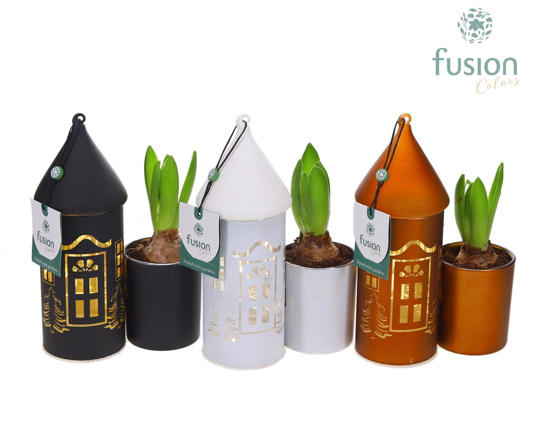 LED Duo glazen huis met Hyacinthus, D 12 cm