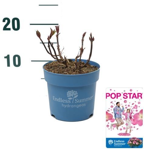 Hydrangea 'Pop Star Pink' - P14 - Endless Summer, D 14