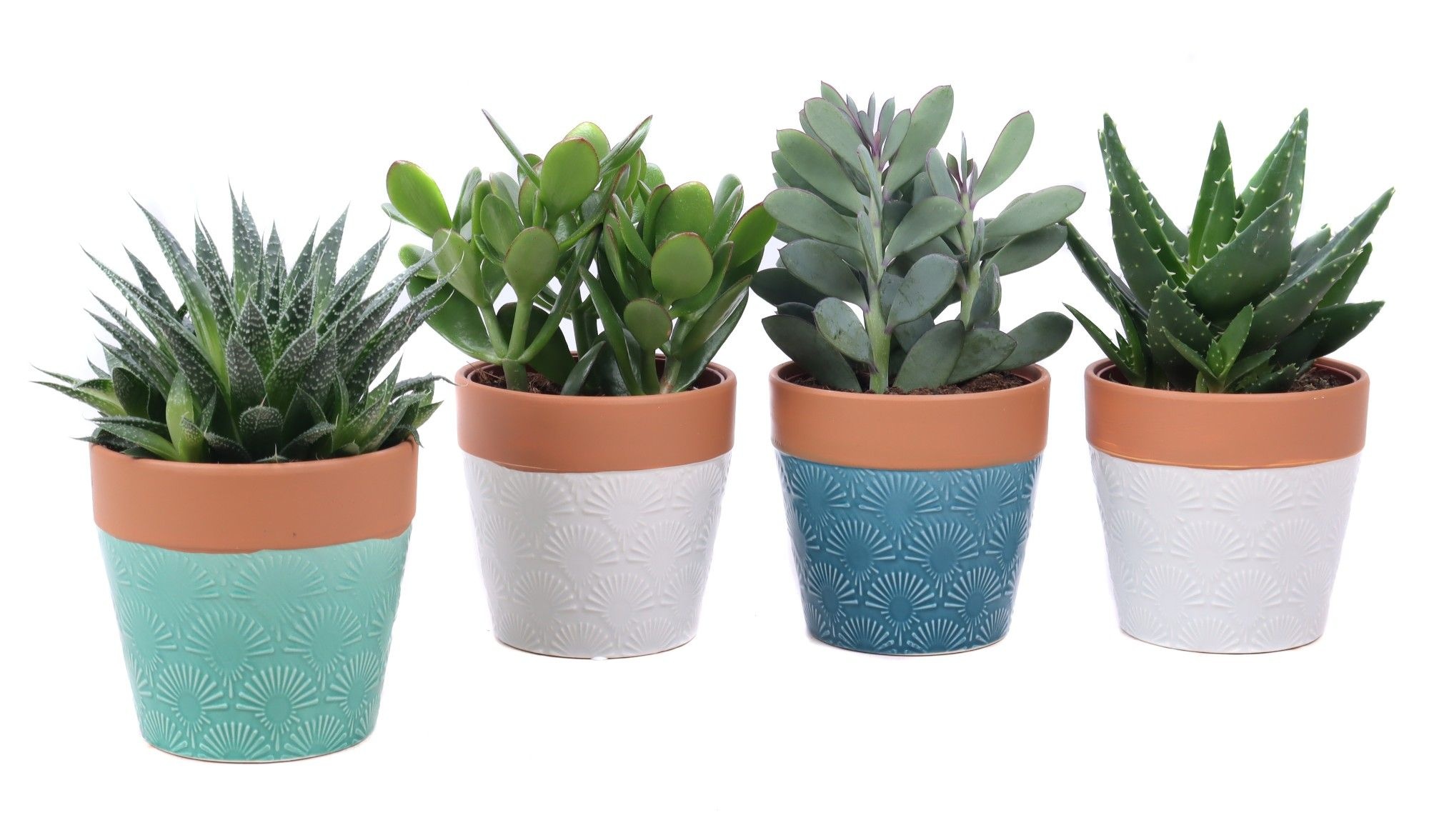 Succulent mix 12cm in cascais sierpot, D 14