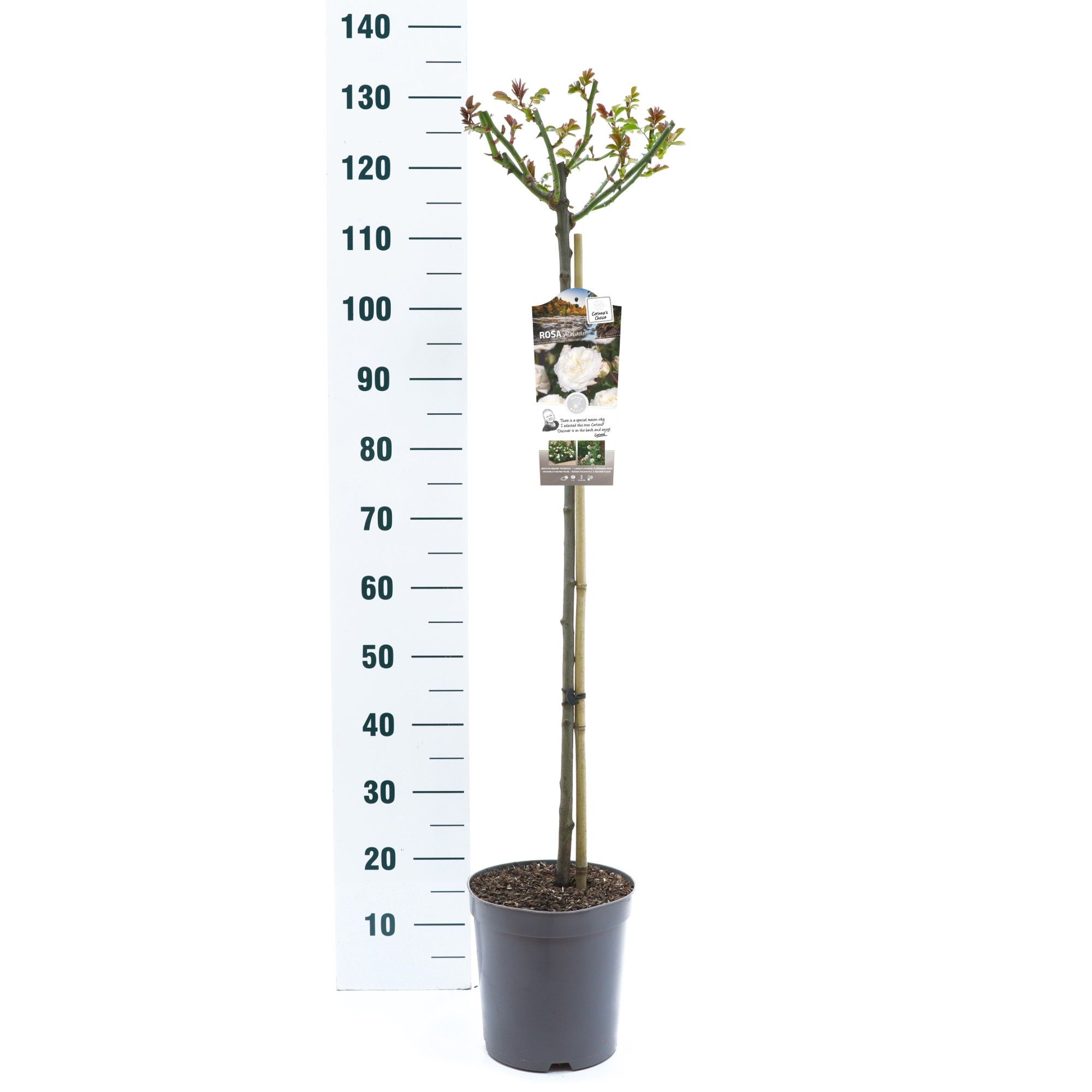 Rosa 'Alabaster' - 90 Stam - Exclusive Collection, D 24 cm Rosa 'Alabaster' - 90 Stam - Exclusive Collection, D 24 cm