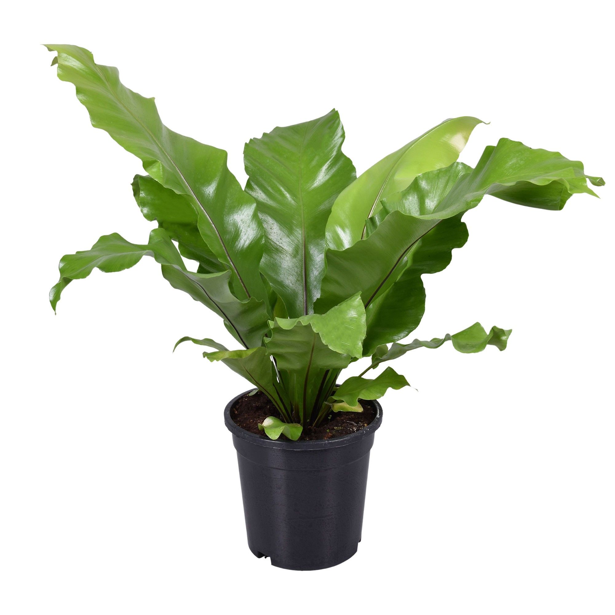 Asplenium Nidus, D 17