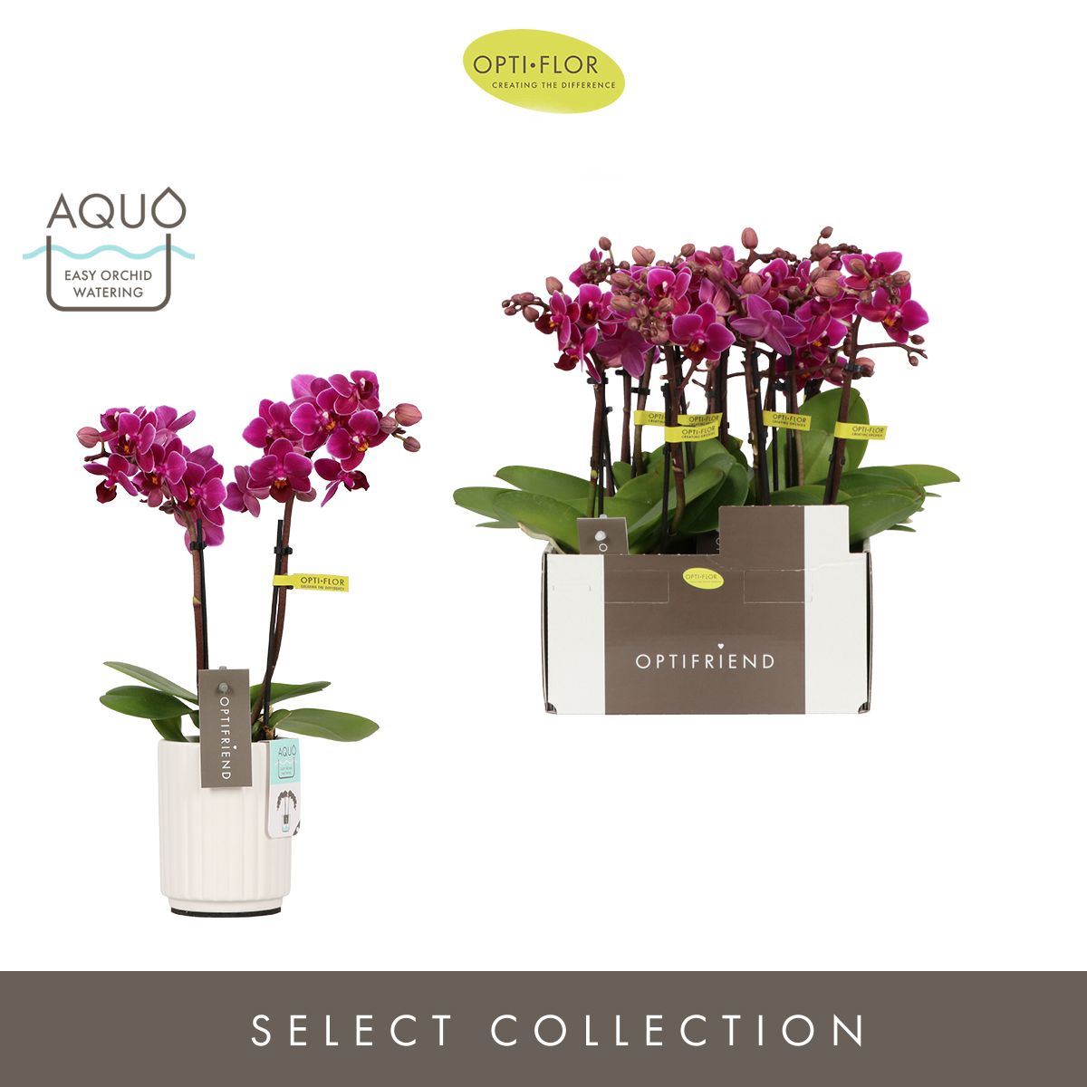 Optifriend Emma 2 spike in Molise White Aquo, D 7 cm