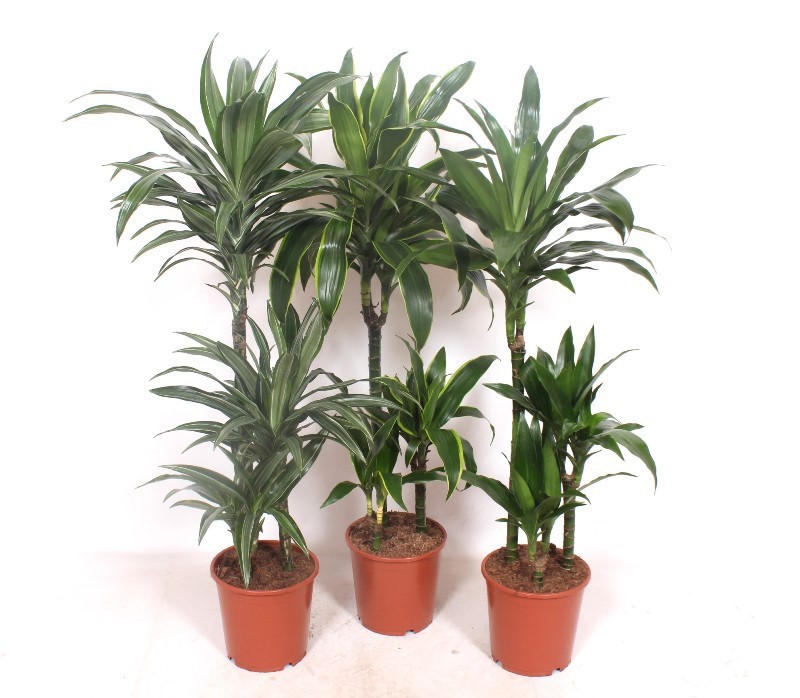 Dracaena fragrans Mixkar 60-30-15, D 21