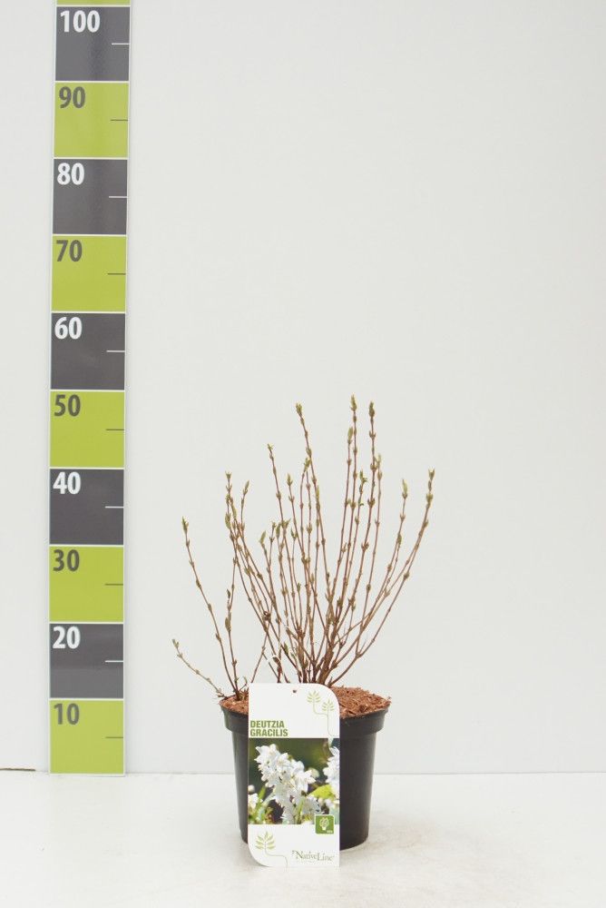 Deutzia gracilis C 3, D 19