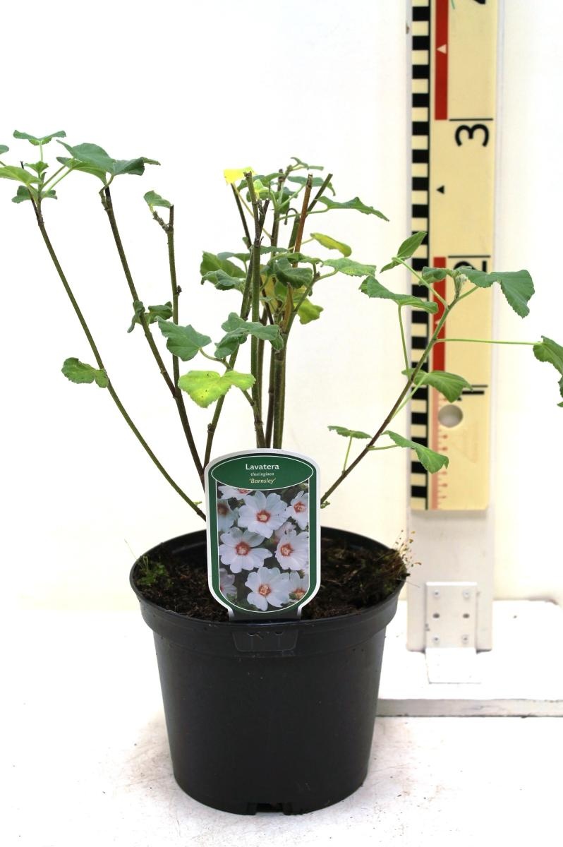 Lavatera 'Barnsley', D 19 cm