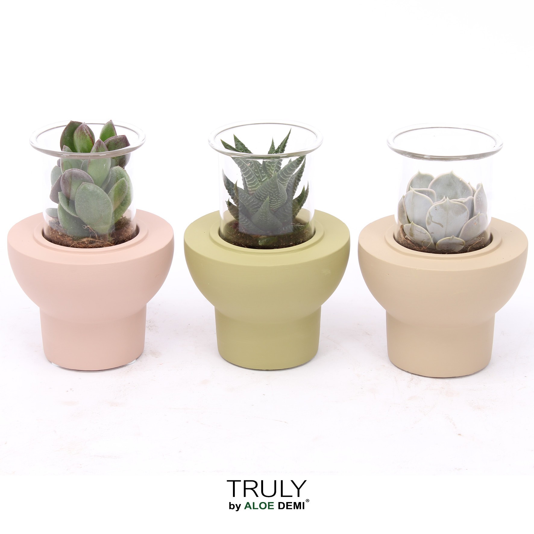 TRULY Succulent, Beaver, D 10