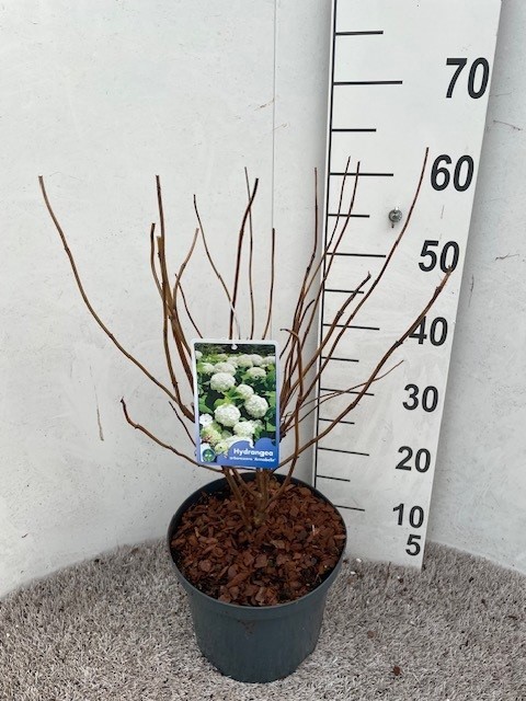 Hydrangea arb. Annabelle 30-40 cm struik P23 C5, D 23