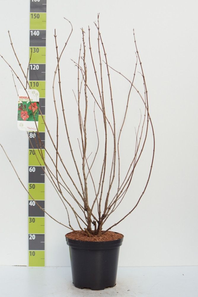 Weigela 'Red Prince' C 12, D 30