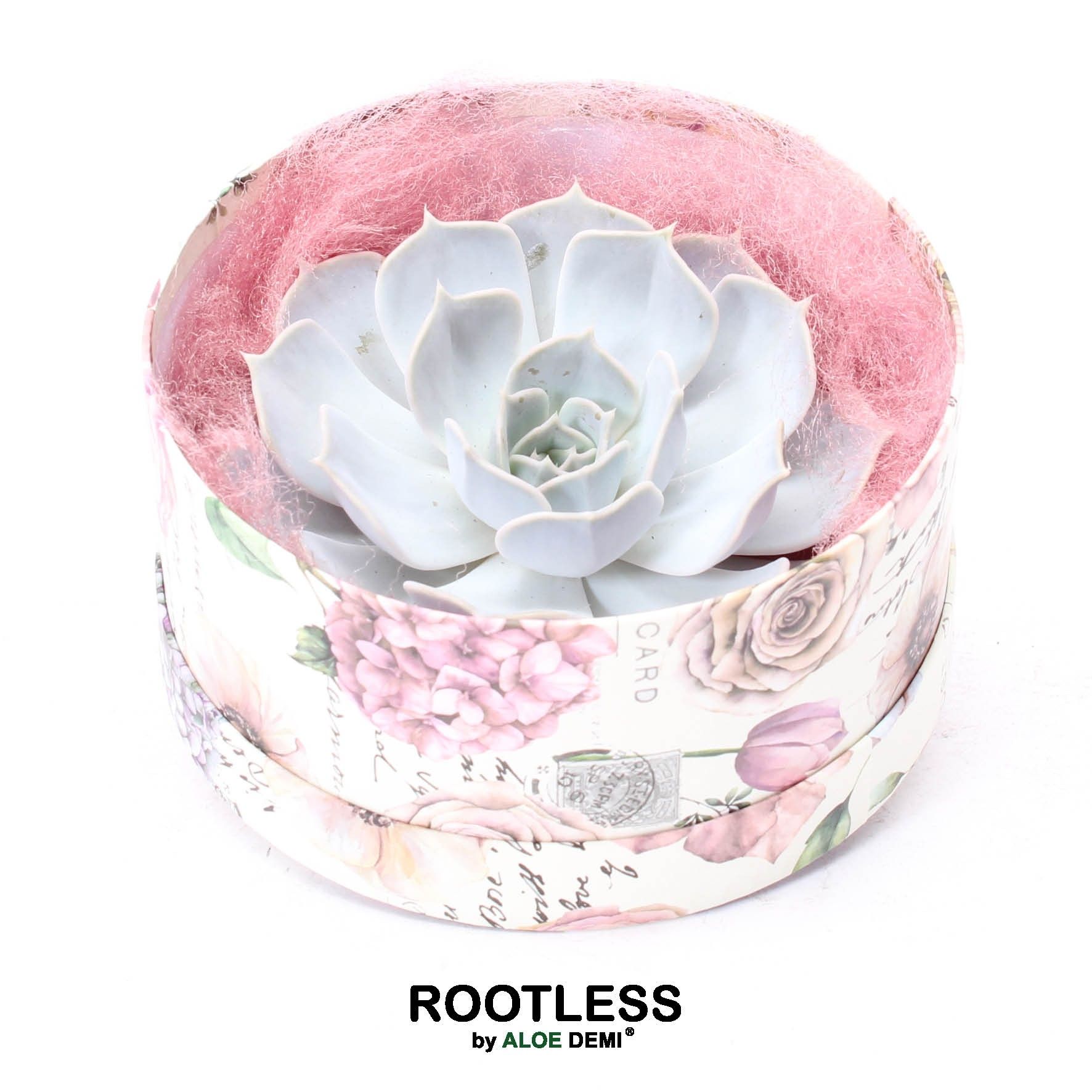 ROOTLESS Echeveria lilacina, Love box, D 16