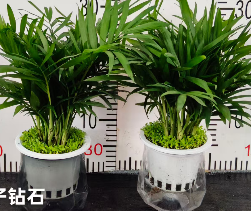 Дипсис Даймонд Базин Коконат Мини Форест 11 30