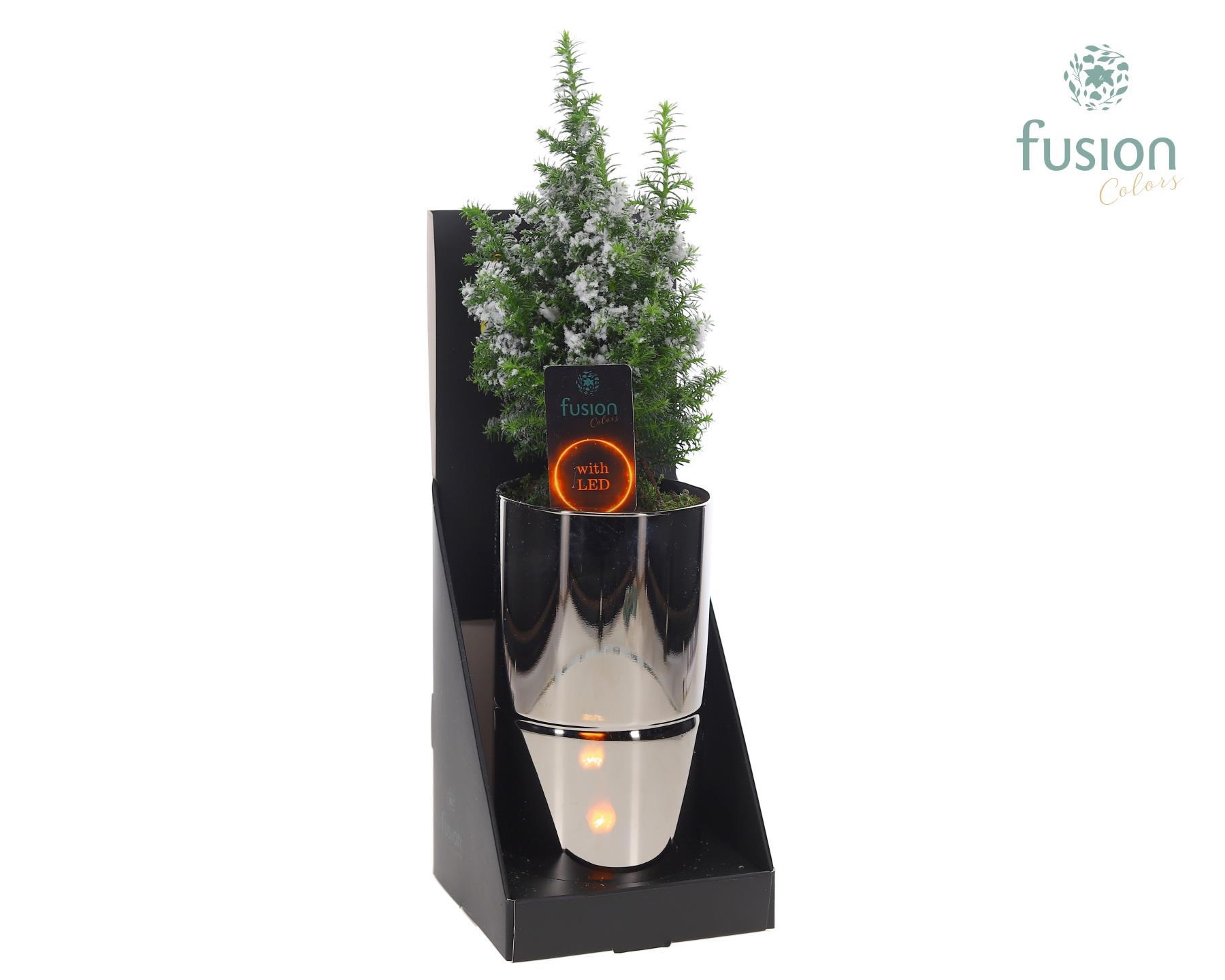 Glas tube Led planter groot met Chamaecyparis, D 11 cm Glas tube Led planter groot met Chamaecyparis, D 11 cm