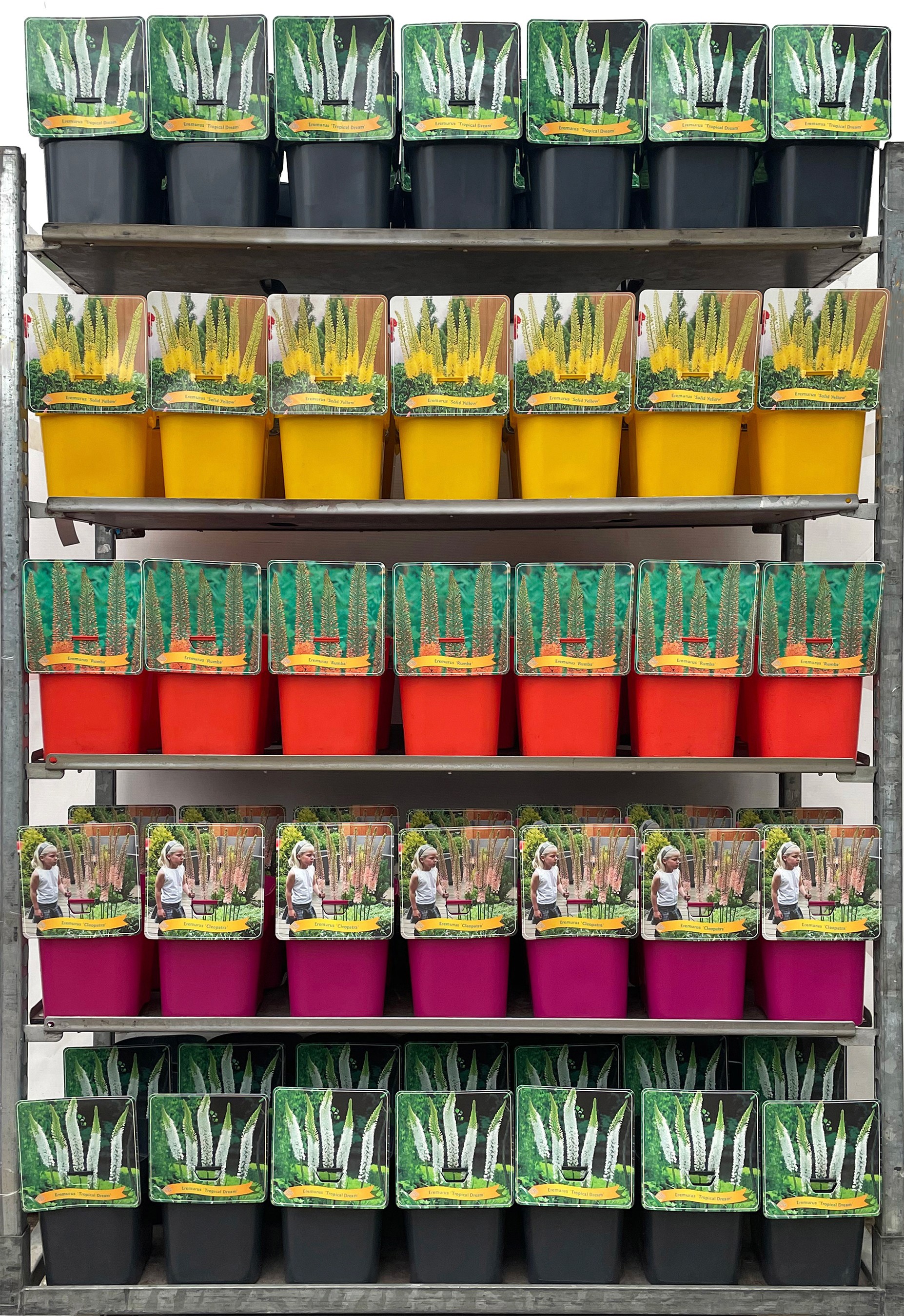 Eremurus Mix CC C5, D 21