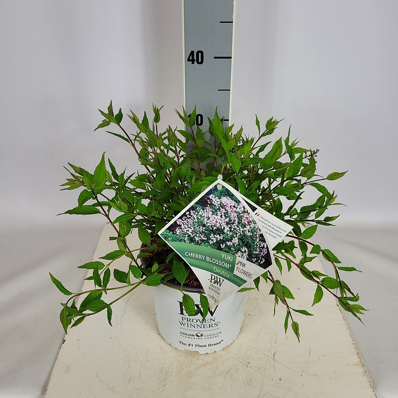 Deutzia ros. 'Yuki Cherry Blossom' R S PW C3 30-40, D 19