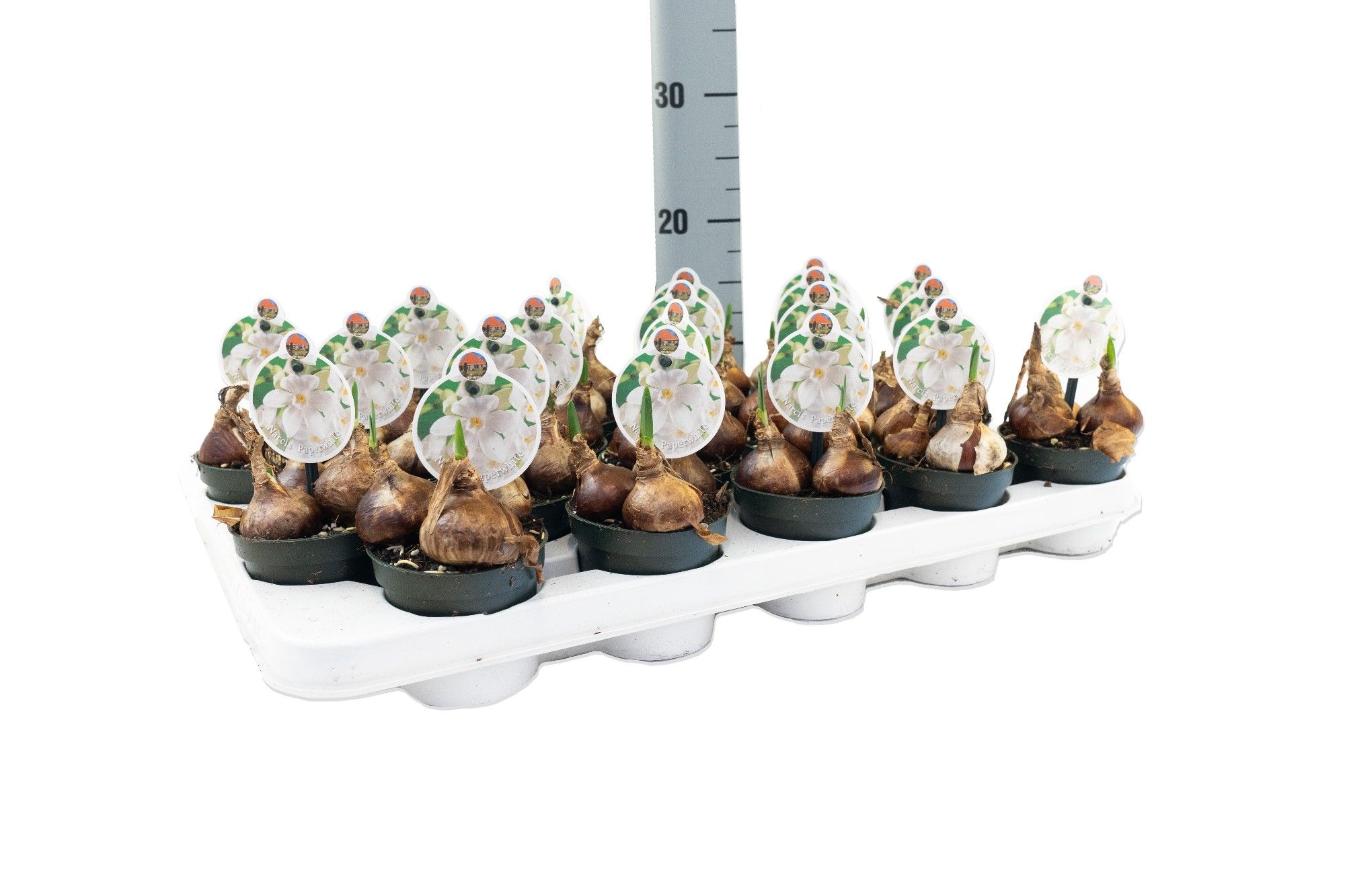 Narcis Paperwhite, D 9