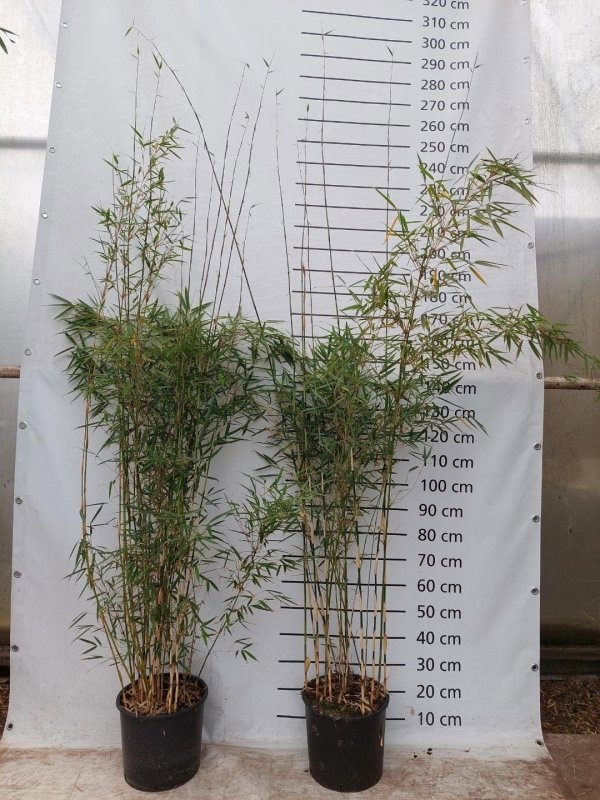 Fargesia robusta 'Campbell', D 35