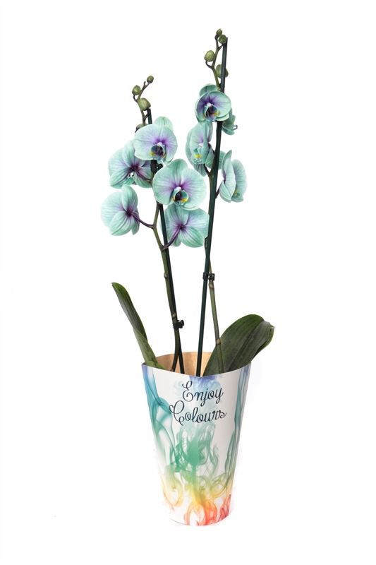Potcover p12 enjoy Phal I am Northern Light 2T14+, D 12 cm