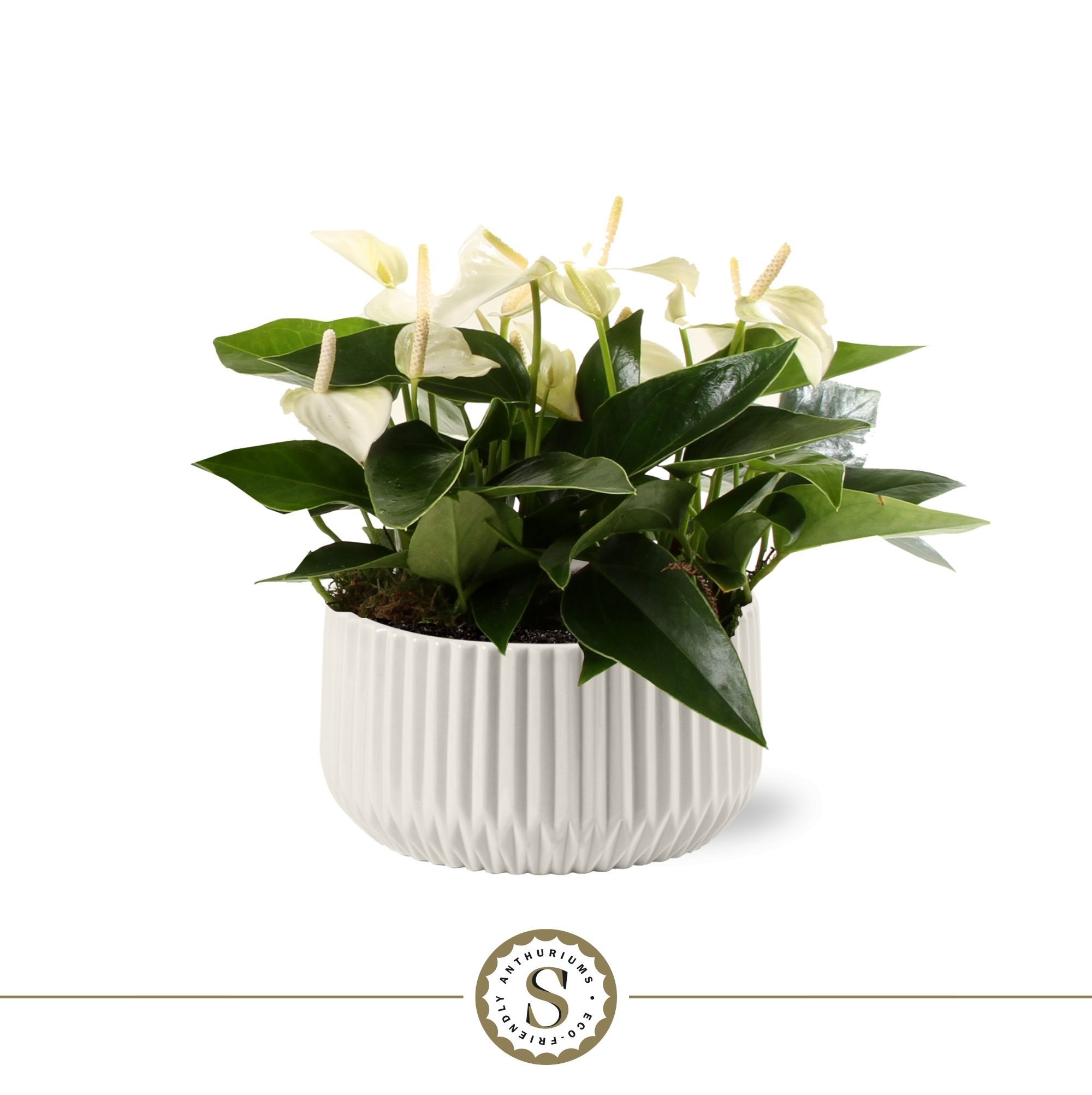 Table White in Madeira Keramiek, D 17