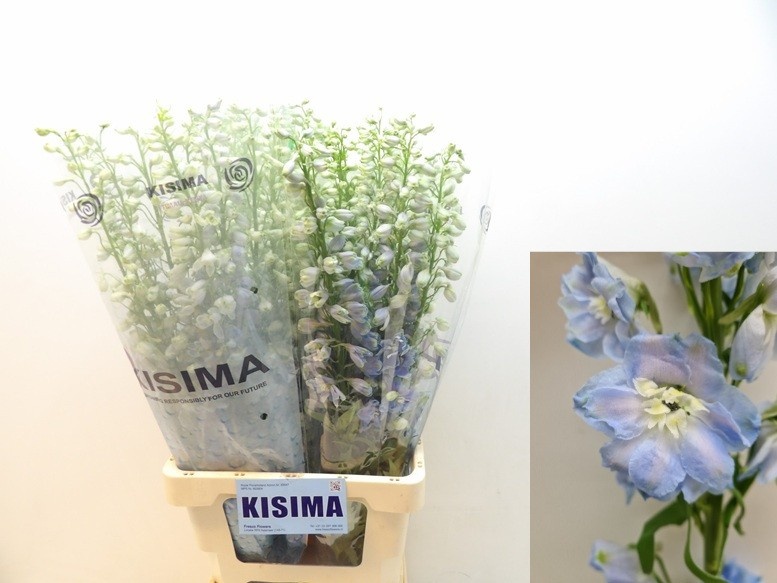 Дельфиниум дв. Мэджик Фонтейн Скайблю Вайтби 80, шт.