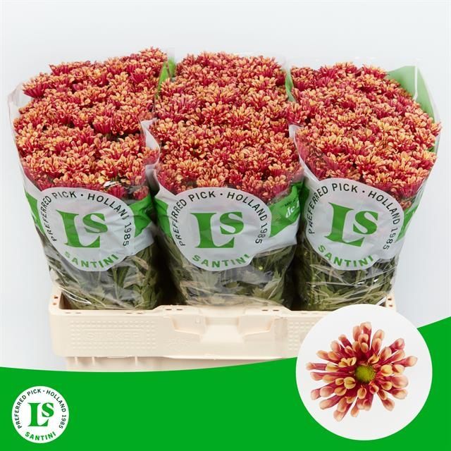 Сантини Мири Еллоу, шт. Сантини Мири Еллоу, шт.