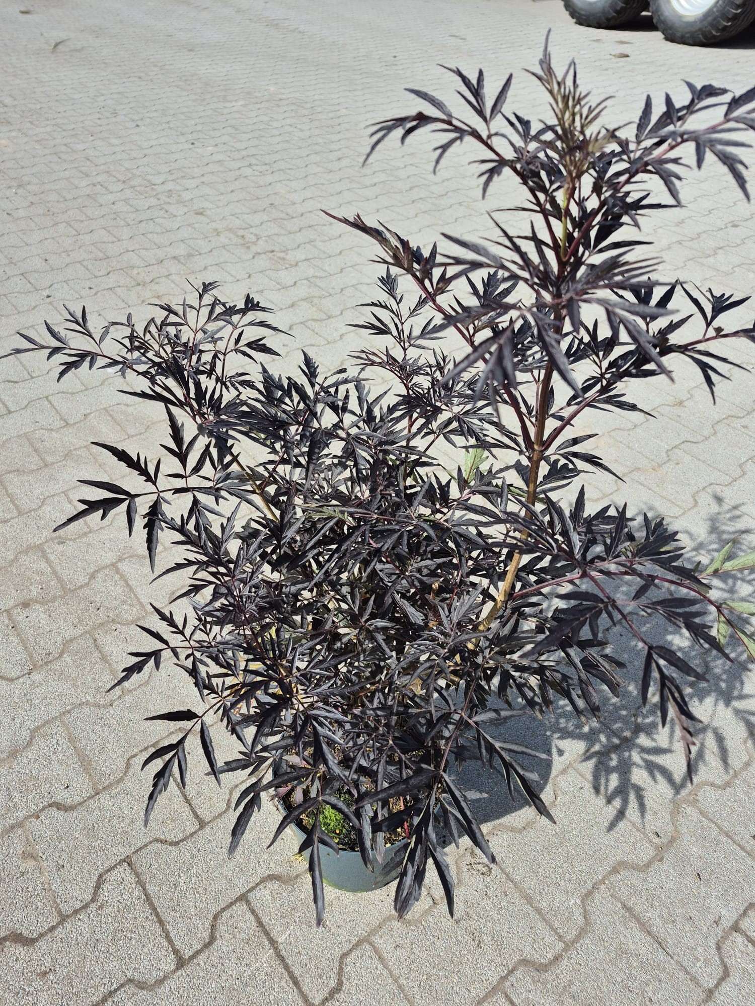 Sambucus nig. 'Black Lace' -R-, D 23 cm