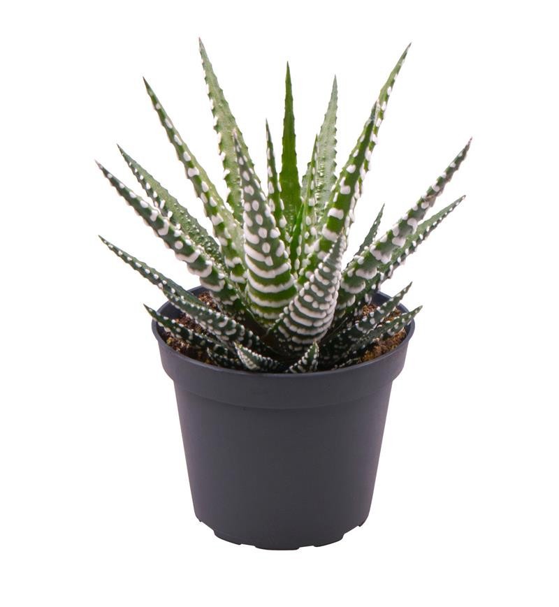 HAWORTHIA FASCIATA 'BIG BAND', D 6 cm