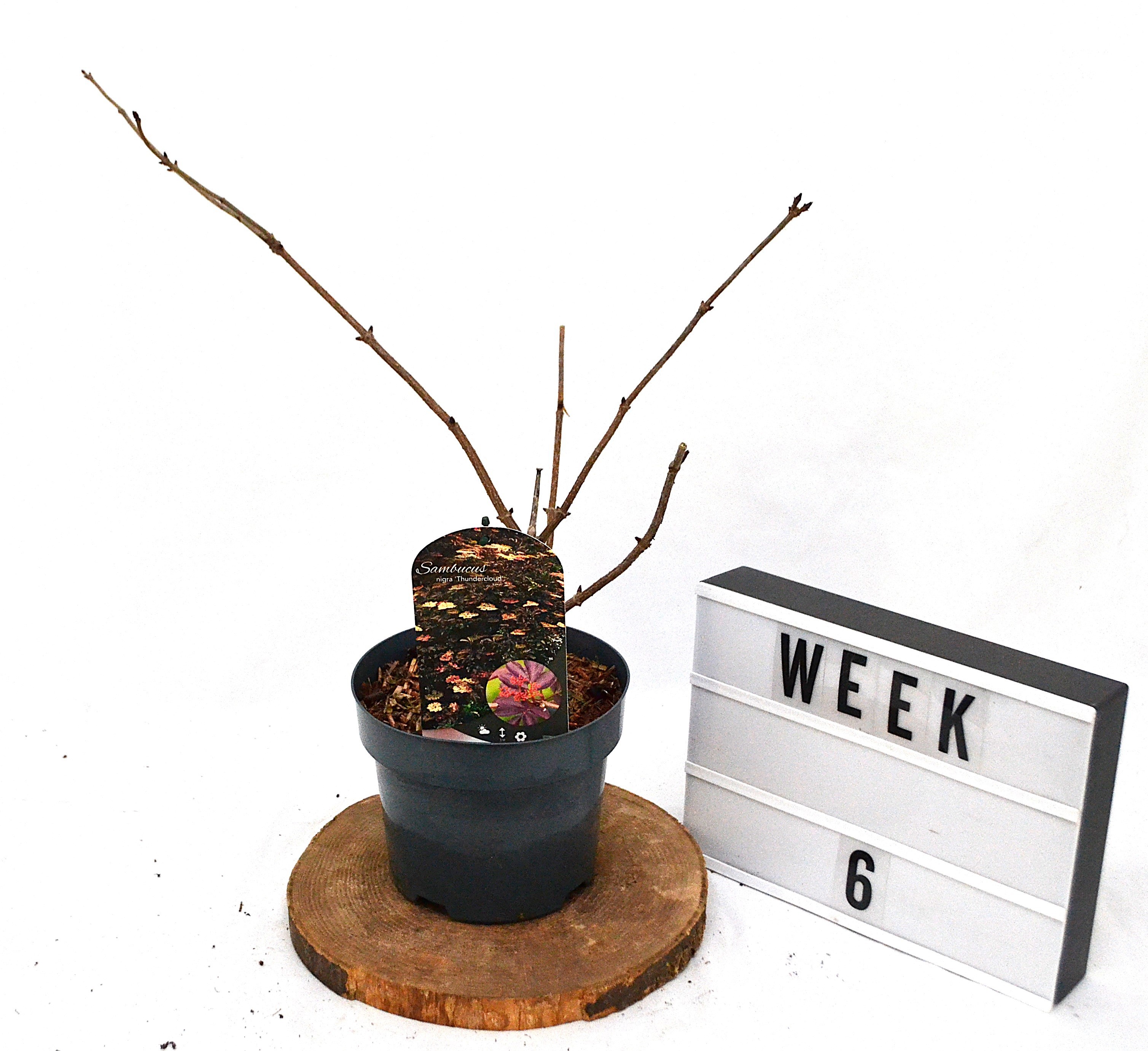 Sambucus nigra Thundercloud C3, D 19