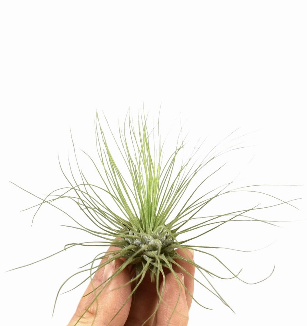 tillandsia argentea, D 6