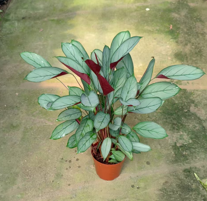 Калатея Олд Феийу 14 40