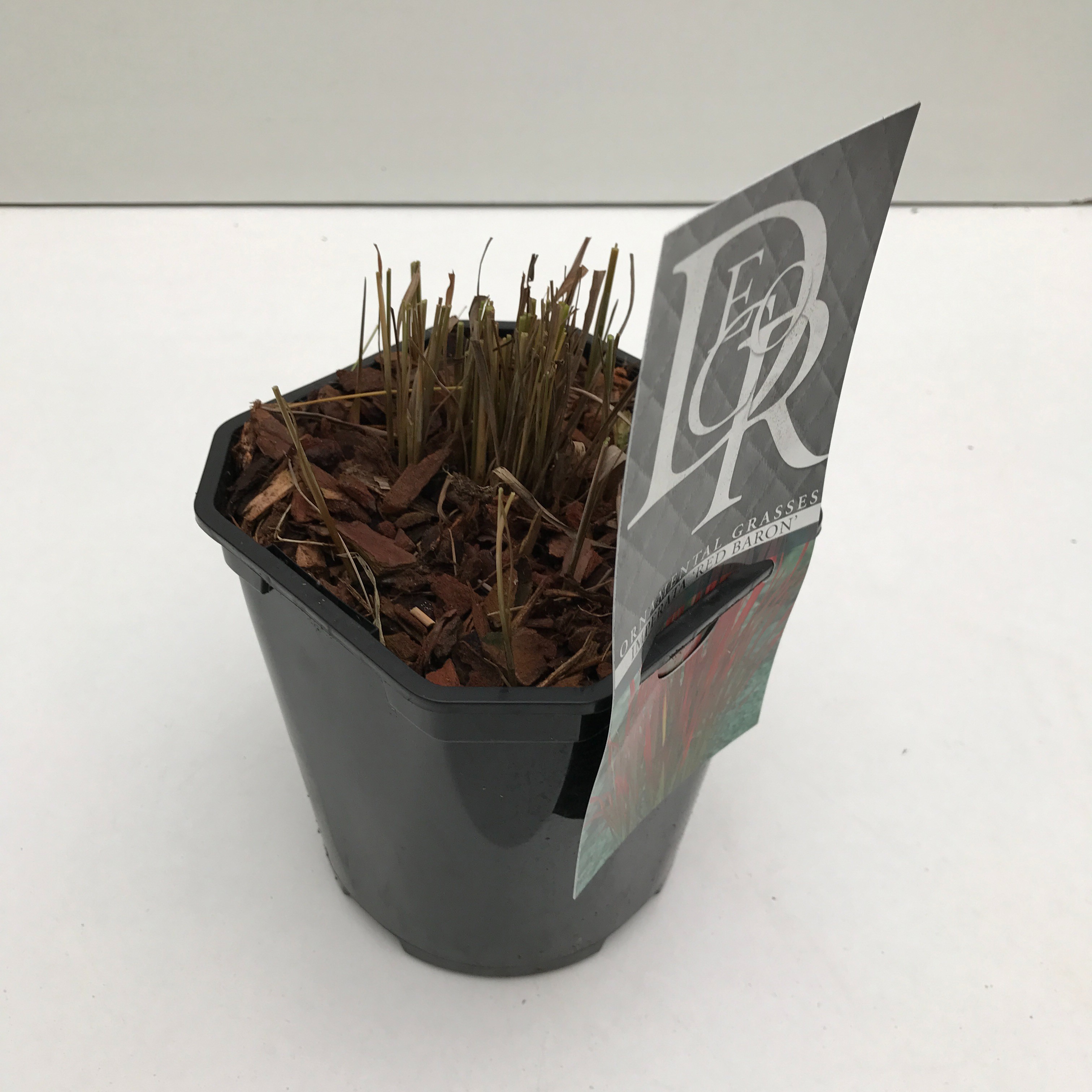 Imperata 'Red Baron', D 17