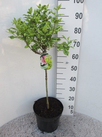 Weigela florida Magical Rainbow 50 stam P26, D 26