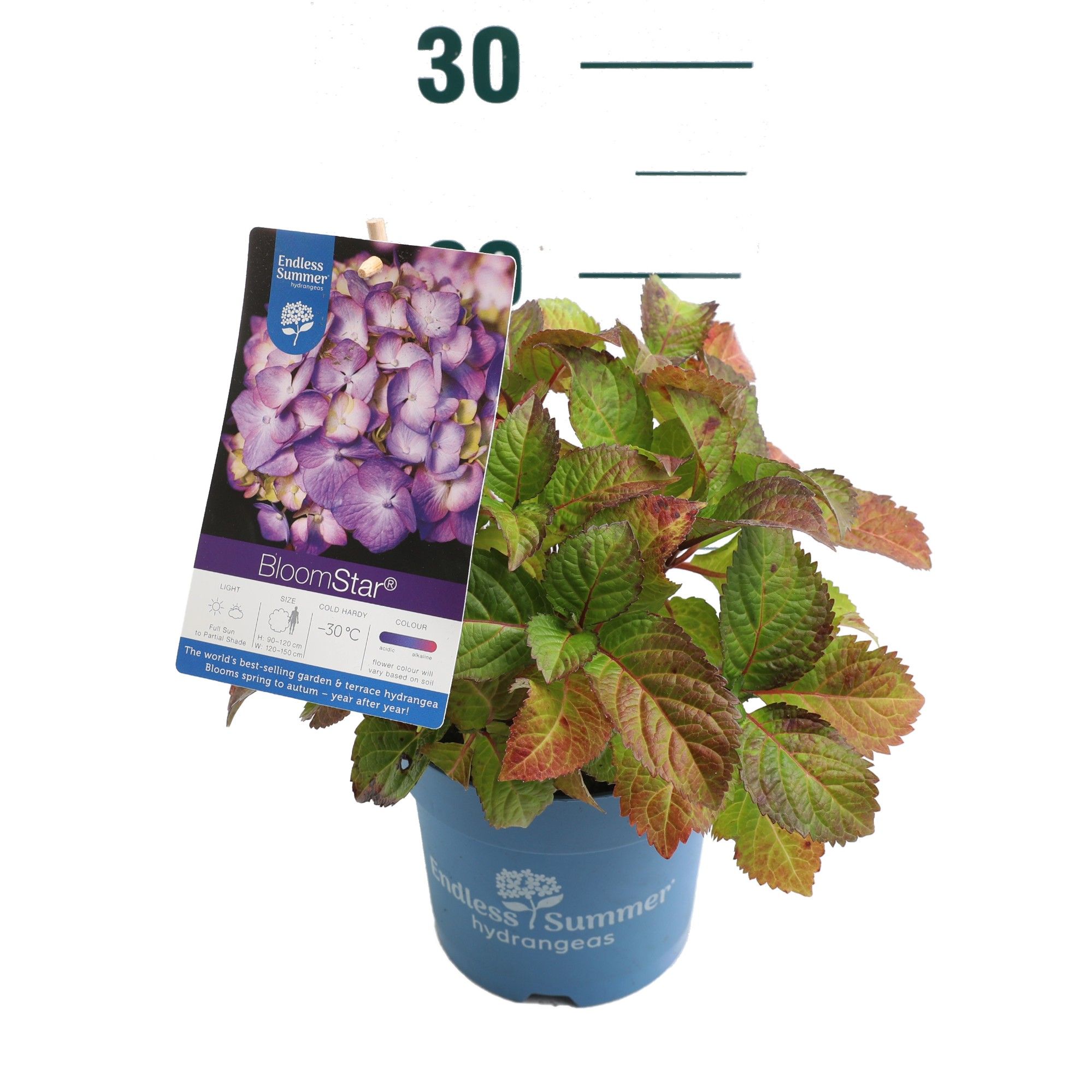 Hydrangea 'BloomStar Blue' - P14 - Endless Summer, D 14 cm